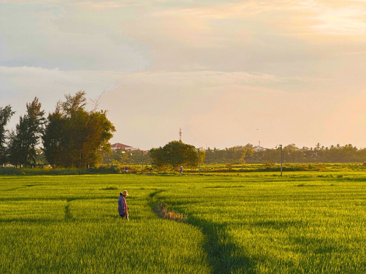 rice field in hoi an
